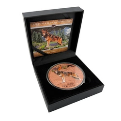 Mesa Grande Sovereign: Red Wolf kolorowany 5 uncji Miedzi 2025 w kapslu