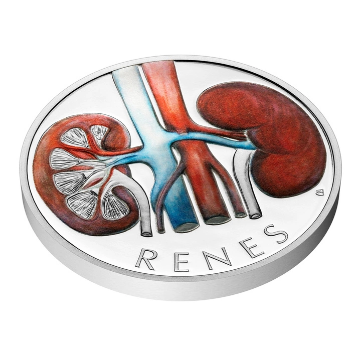 Niue: Human Body - Kidneys kolorowany 1 uncja Srebra 2025 Proof