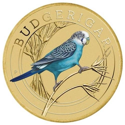 Budgerigar kolorowany Brąz Aluminiowy 2022