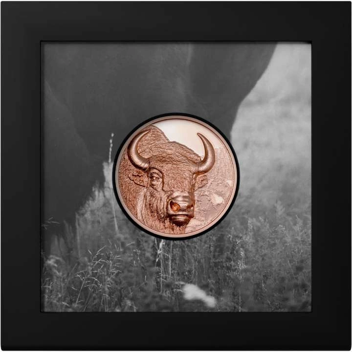 Mongolia: Bison 50 gramów Miedzi 2025 Prooflike