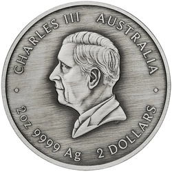 Kookaburra Kaa-Kaa kolorowany 2 uncje Srebra 2024 Antiqued Coin